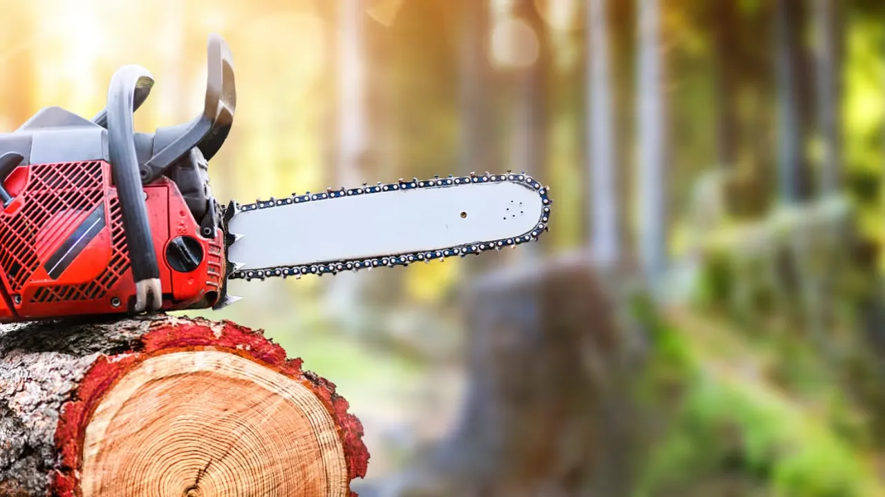 Att fälla träd med omtanke och säkerhet