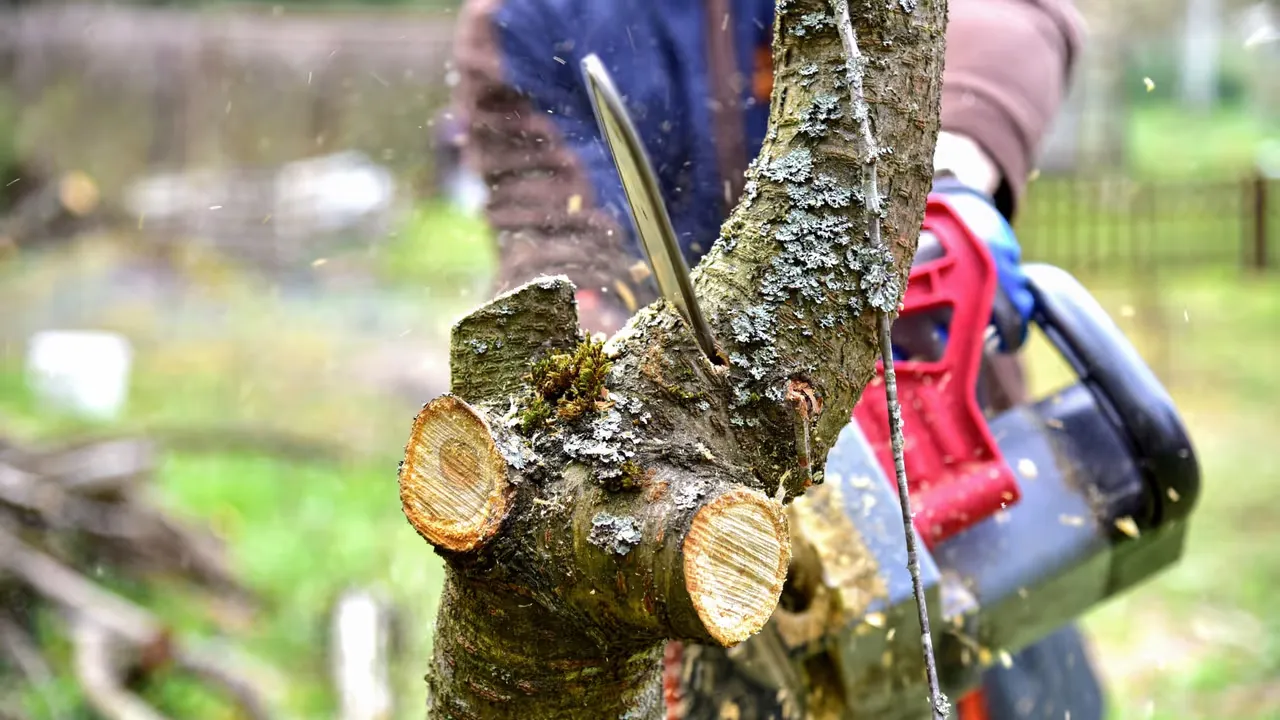 Fälla träd med omtanke och kunskap