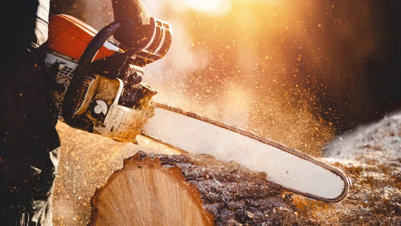 Fälla träd med omtanke och säkerhet